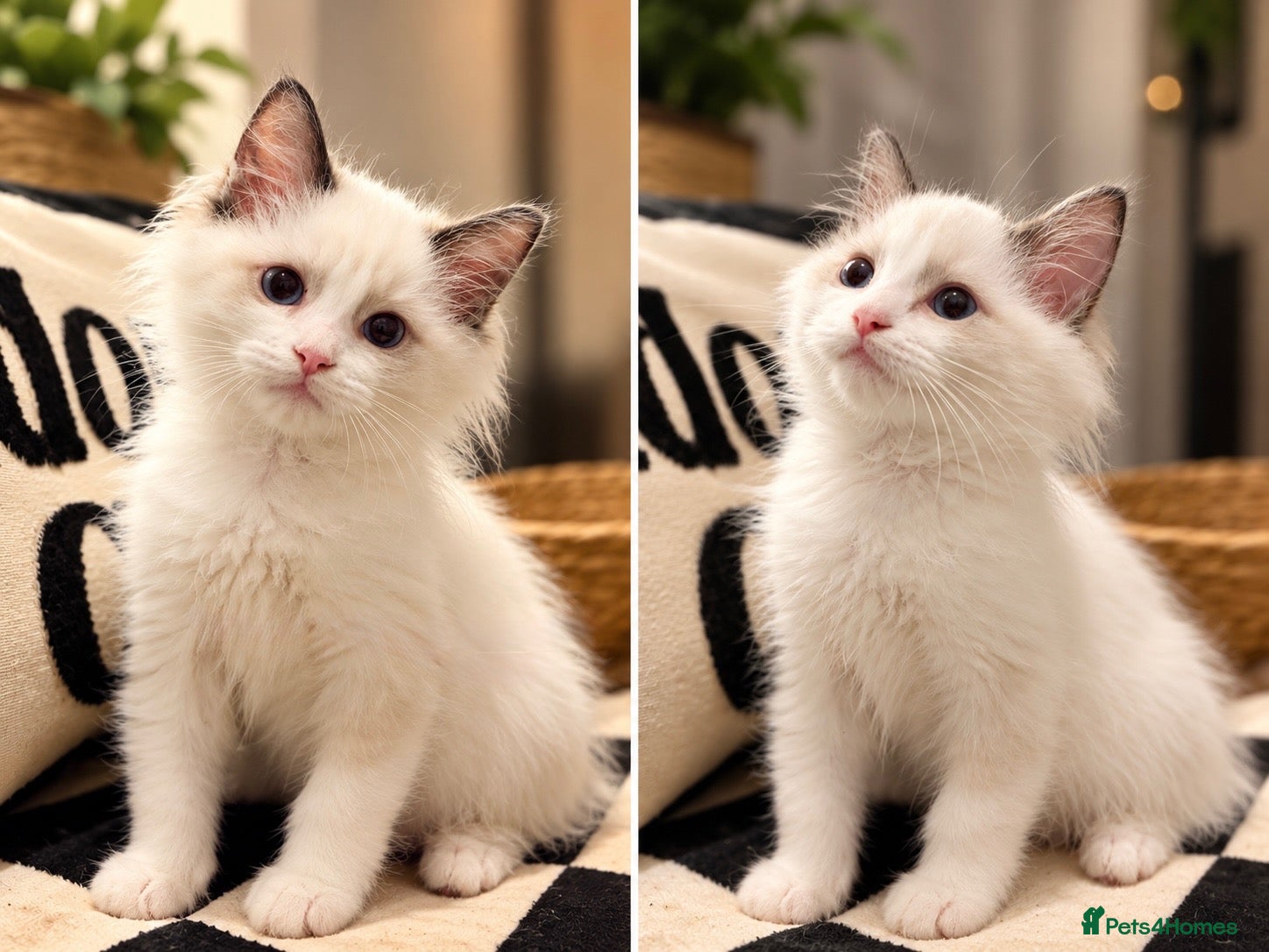 Ragdoll cats Chunky TICA Registered ragdoll Kittens  - Advert 7