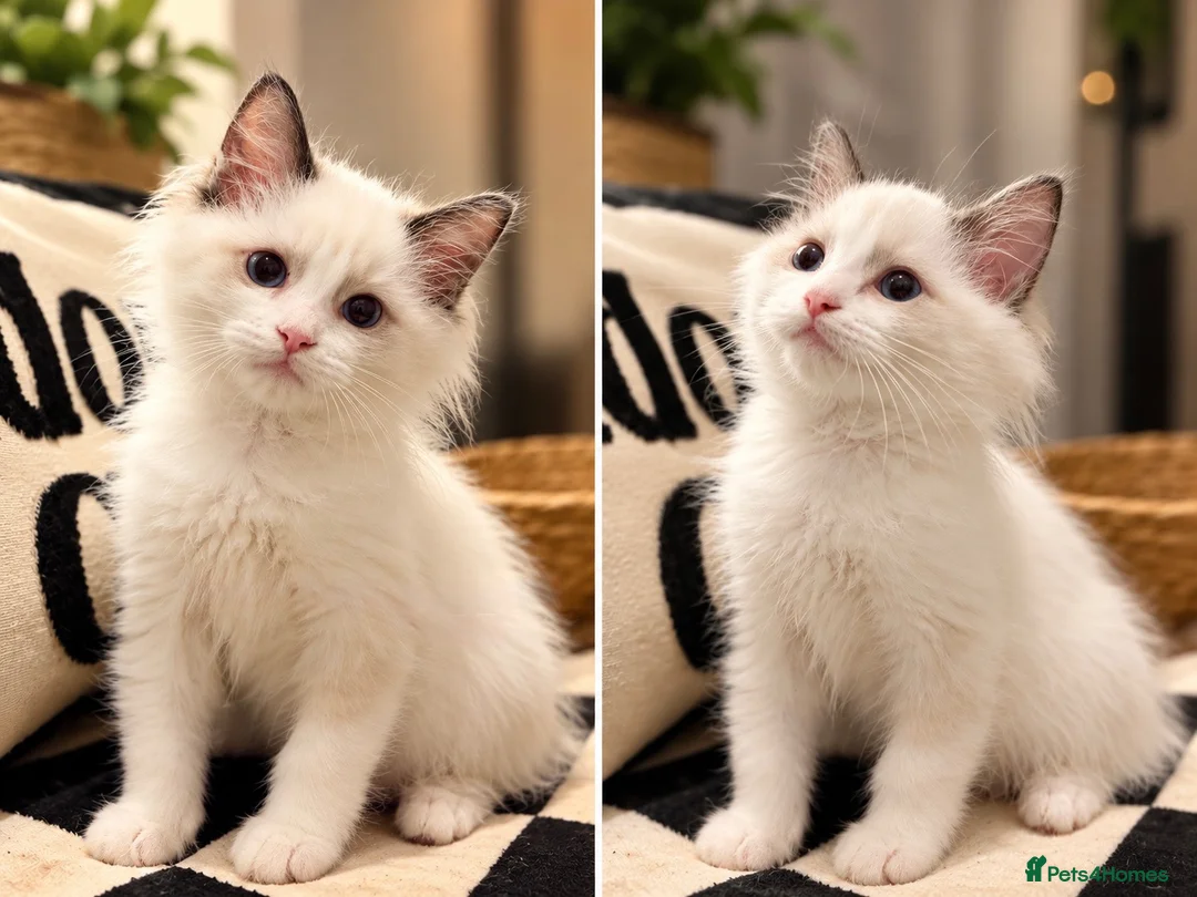 Ragdoll cats for sale: Chunky TICA Registered ragdoll Kittens  - Advert 1