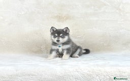 Pomsky dogs for sale: Stunning blue eyes f3 Pomsky puppies for sale - Advert 4
