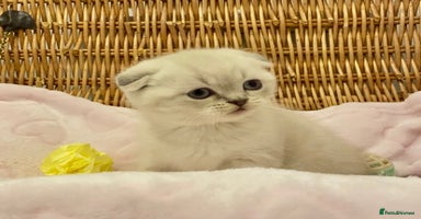 British Shorthair cats 🧸EXCEPTIONAL QUALITY PURE BREED BSH TEDDY BEARS🧸 - Advert 3