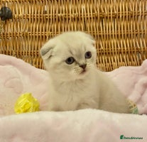 British Shorthair cats 🧸EXCEPTIONAL QUALITY PURE BREED BSH TEDDY BEARS🧸 - Advert 2