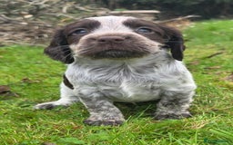 Cocker Spaniel dogs for sale: WORKING COCKER SPANIELS ..DNA CLEAR - Image 5
