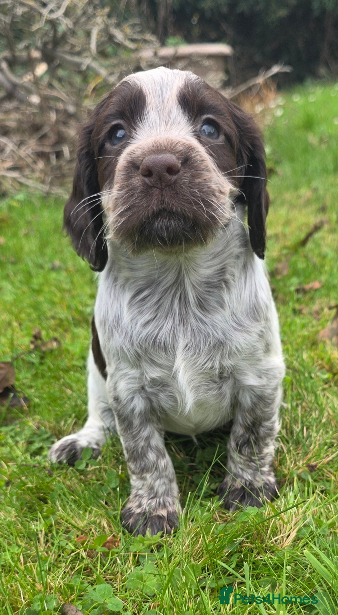 Cocker Spaniel dogs for sale: WORKING COCKER SPANIELS ..DNA CLEAR - Image 5