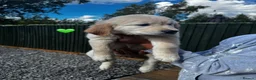 Golden Retriever dogs for sale: KC REGISTER GOLDEN RETRIEVERS PUPPIES in Manchester - Advert 6
