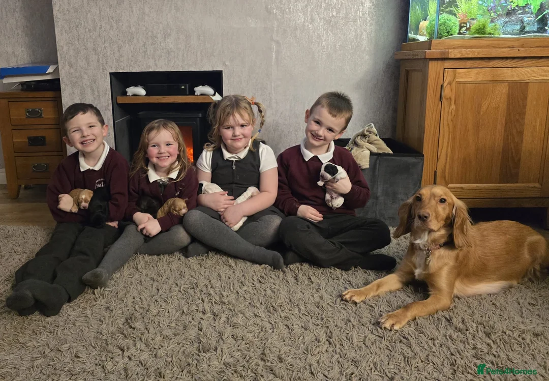 Cocker Spaniel dogs for sale: 🐶🐾 Exceptional Working Cocker Spaniel Puppies 🐾 - Advert 26