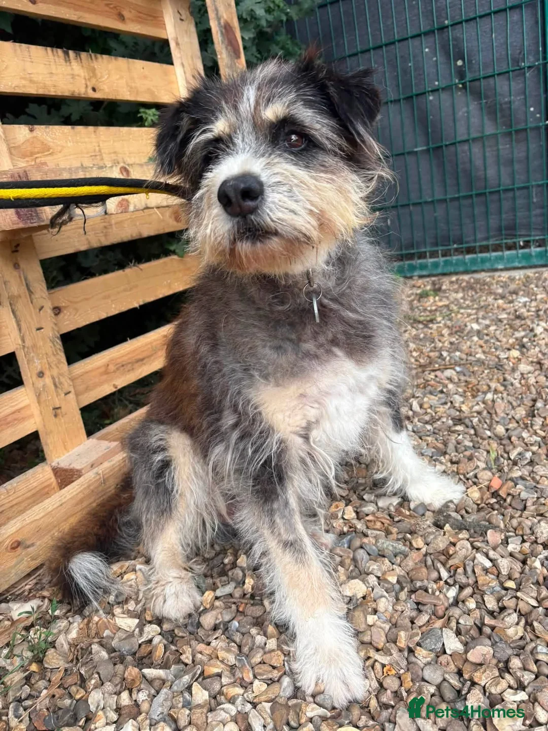 Mixed Breed dogs for adoption: Raggie - Norwich Norfolk  - Advert 2