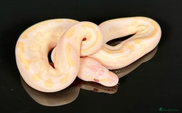 Python Snake reptiles for sale: Royal pythons  - Image 21