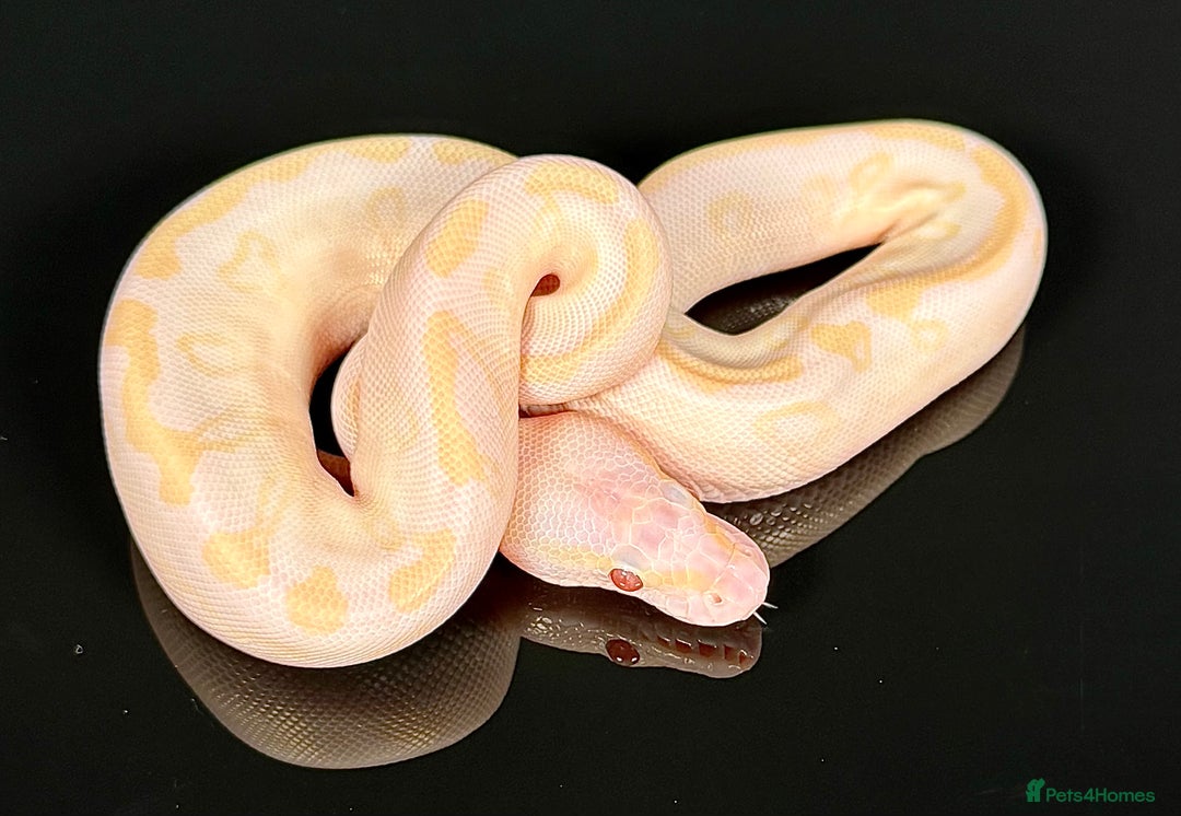Python Snake reptiles for sale: Royal pythons  - Image 21