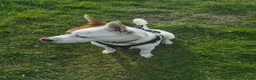 Mixed Breed dogs for sale: Parson Russell Terrier × Staffordshire Bull Terrie - Advert 3
