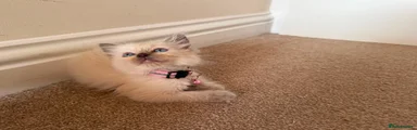 Light Pink collar - Girl