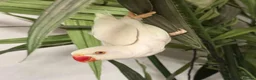 Ringnecks birds for sale: White Ringneck Parrot  - Advert 1
