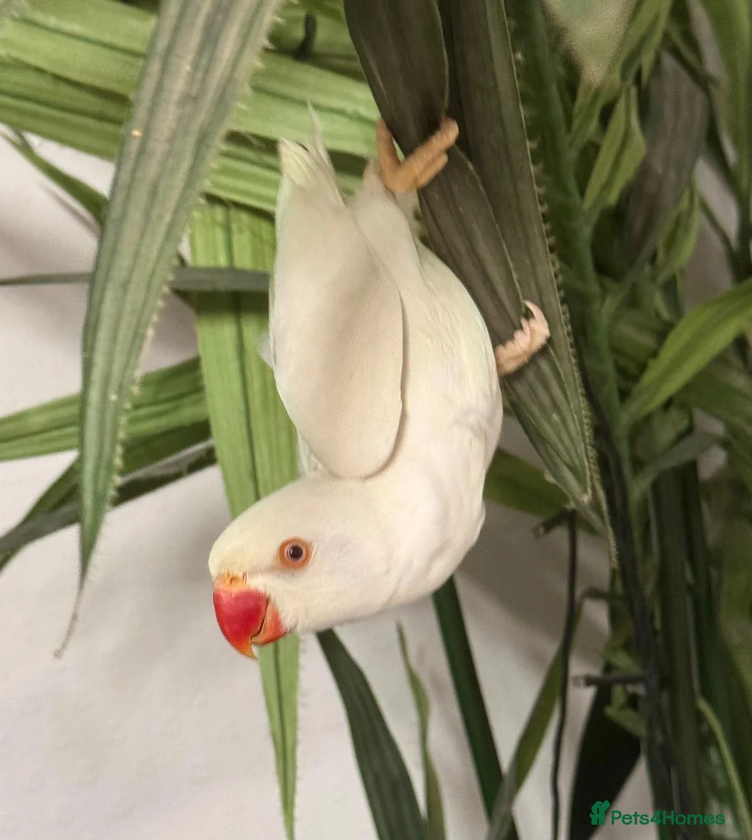 Ringnecks birds for sale: White Ringneck Parrot  - Advert 1