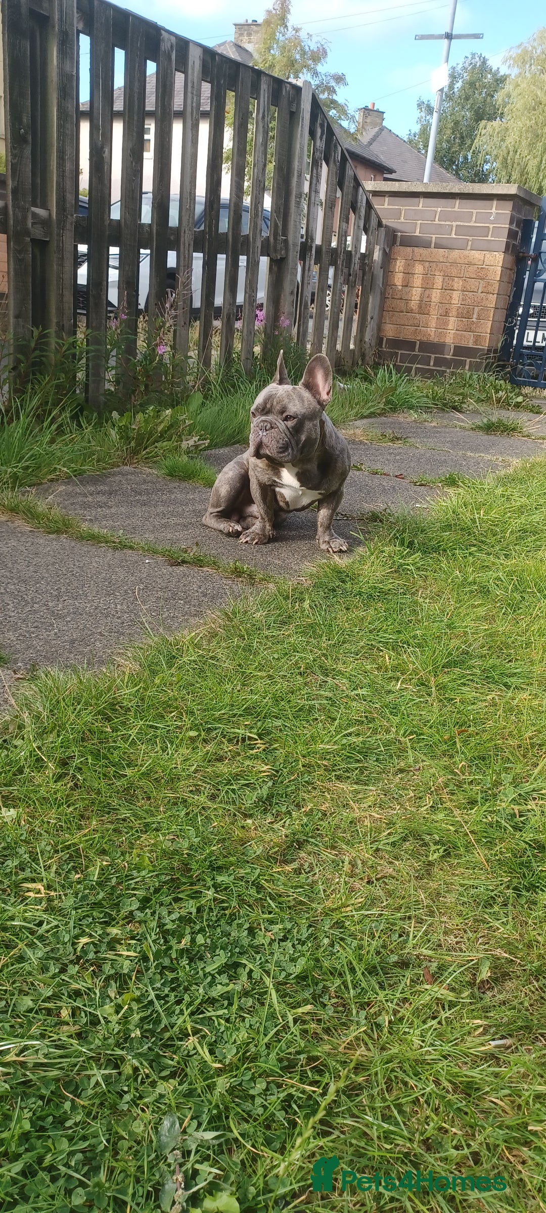 French Bulldog dogs for sale: French bulldog  - Image 1