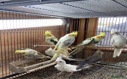 Cockatiels birds for sale: Cockatiels , love birds and bourkes  - Image 1