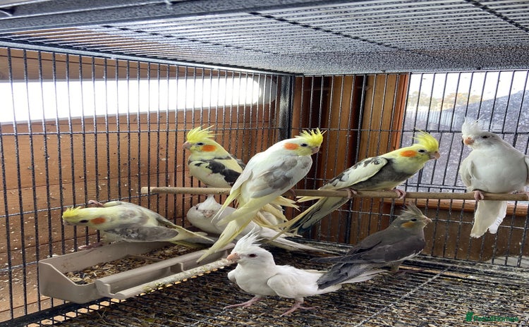 Cockatiels birds - Advert 1