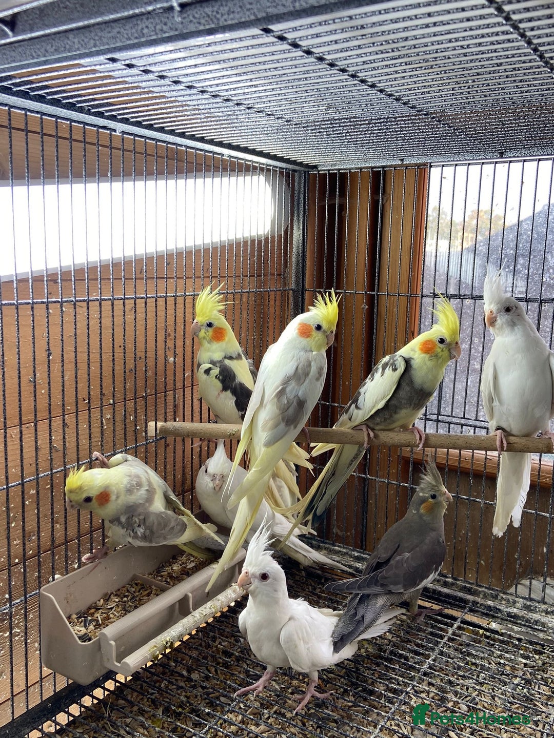 Cockatiels birds for sale: Cockatiels , love birds and bourkes  - Image 1