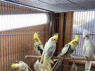 Cockatiels birds - Advert 21