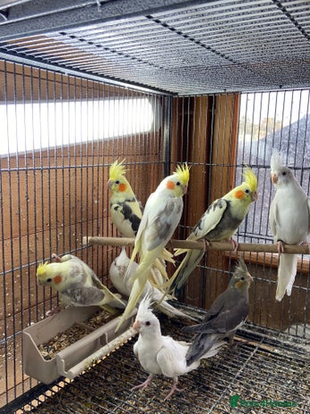 Cockatiels birds - Advert 12