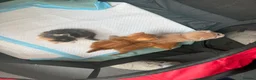 Mixed Breed cats for sale: Mix litter in Barnsley - Advert 9