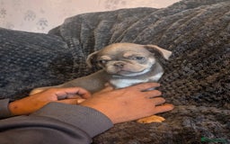 Pug dogs for sale: 2 left quality pug puppies  - Image 7