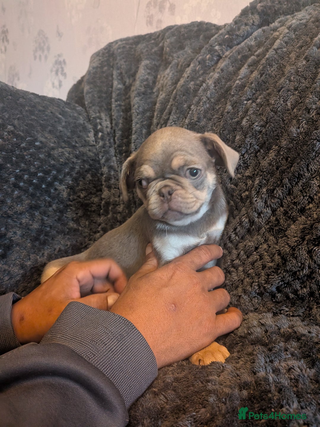 Pug dogs for sale: 2 left quality pug puppies  - Image 7