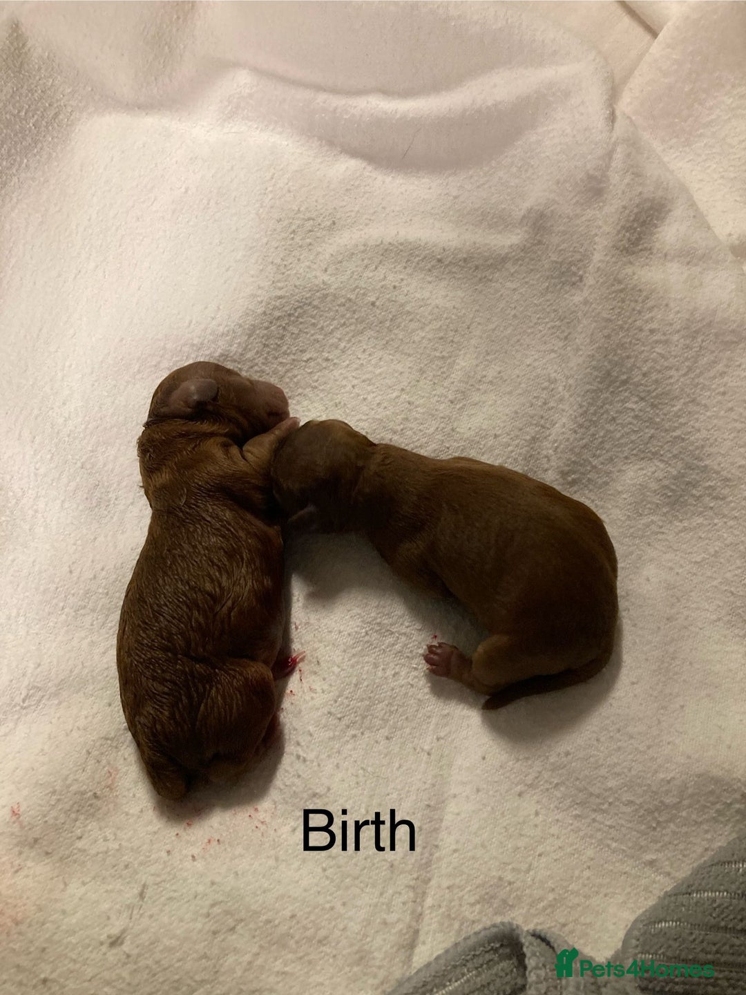 Cockapoo dogs for sale: f1b tiny cockapoo puppies - Image 6
