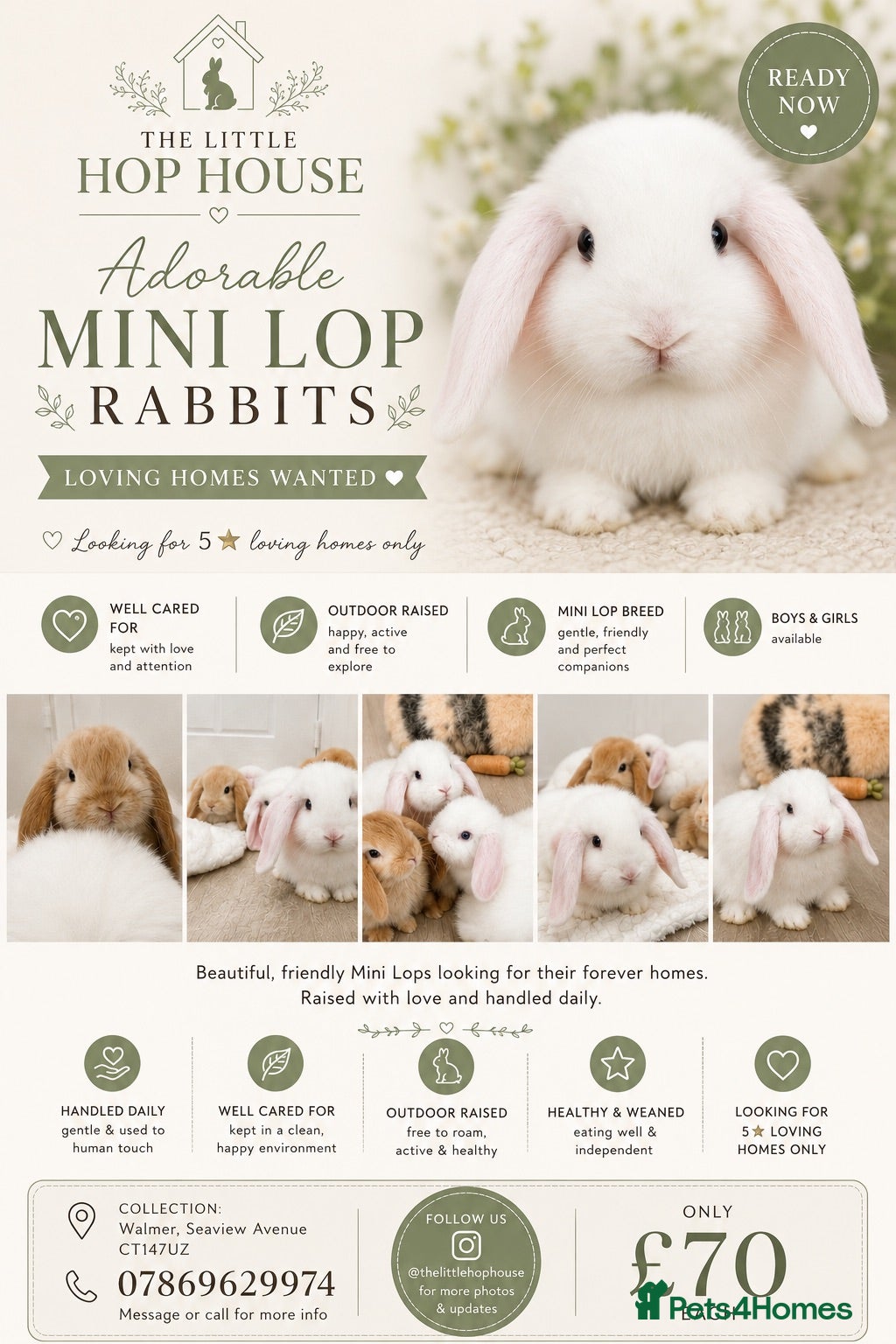 Mini Lop rabbits Beautiful mini lops for sale  - Advert 2