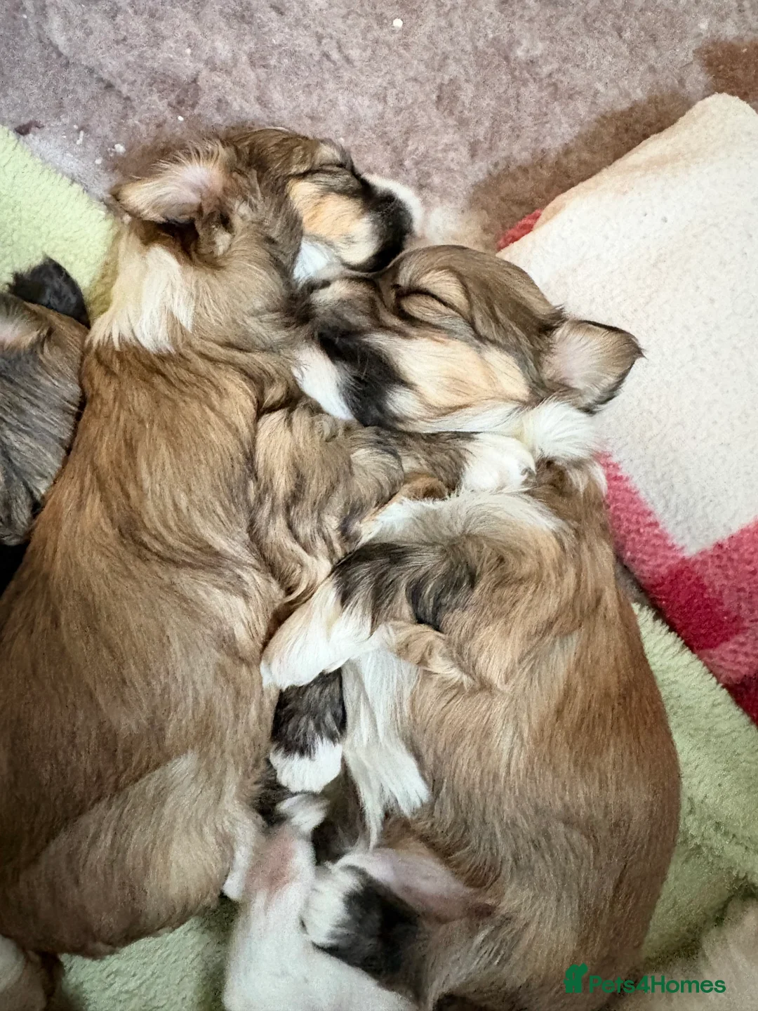 Havanese dogs for sale: Gorgeous Havanese Puppies  - Advert 8