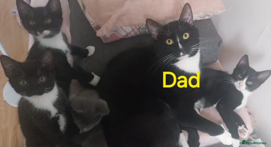 Mixed Breed cats for sale: Adorable kittens looking for a loving home - Advert 3