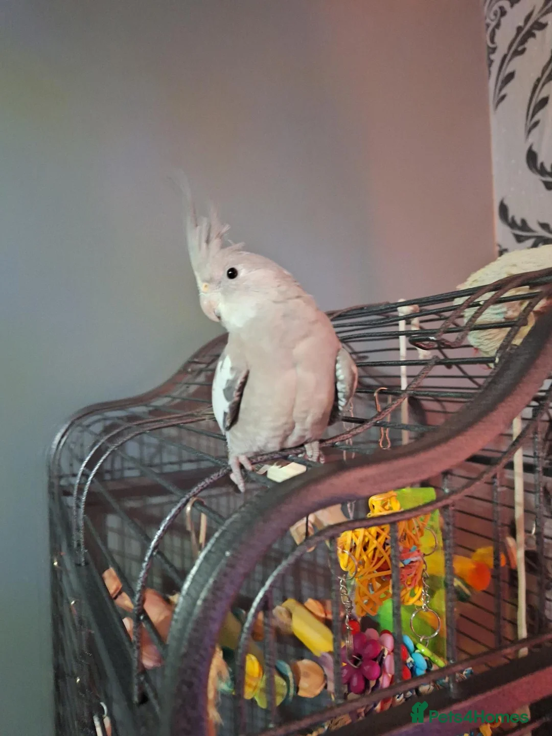 Cockatiels birds for sale: Pair of cockatiels - Advert 2