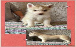 Siberian Husky dogs for sale: Beautiful KC registered Siberian puppies  - Image 6