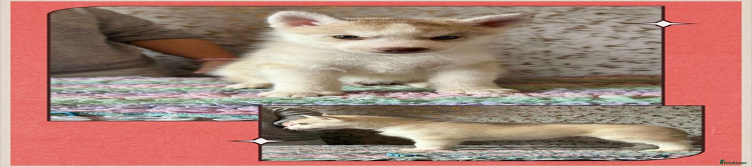 Siberian Husky Puppy boy 2