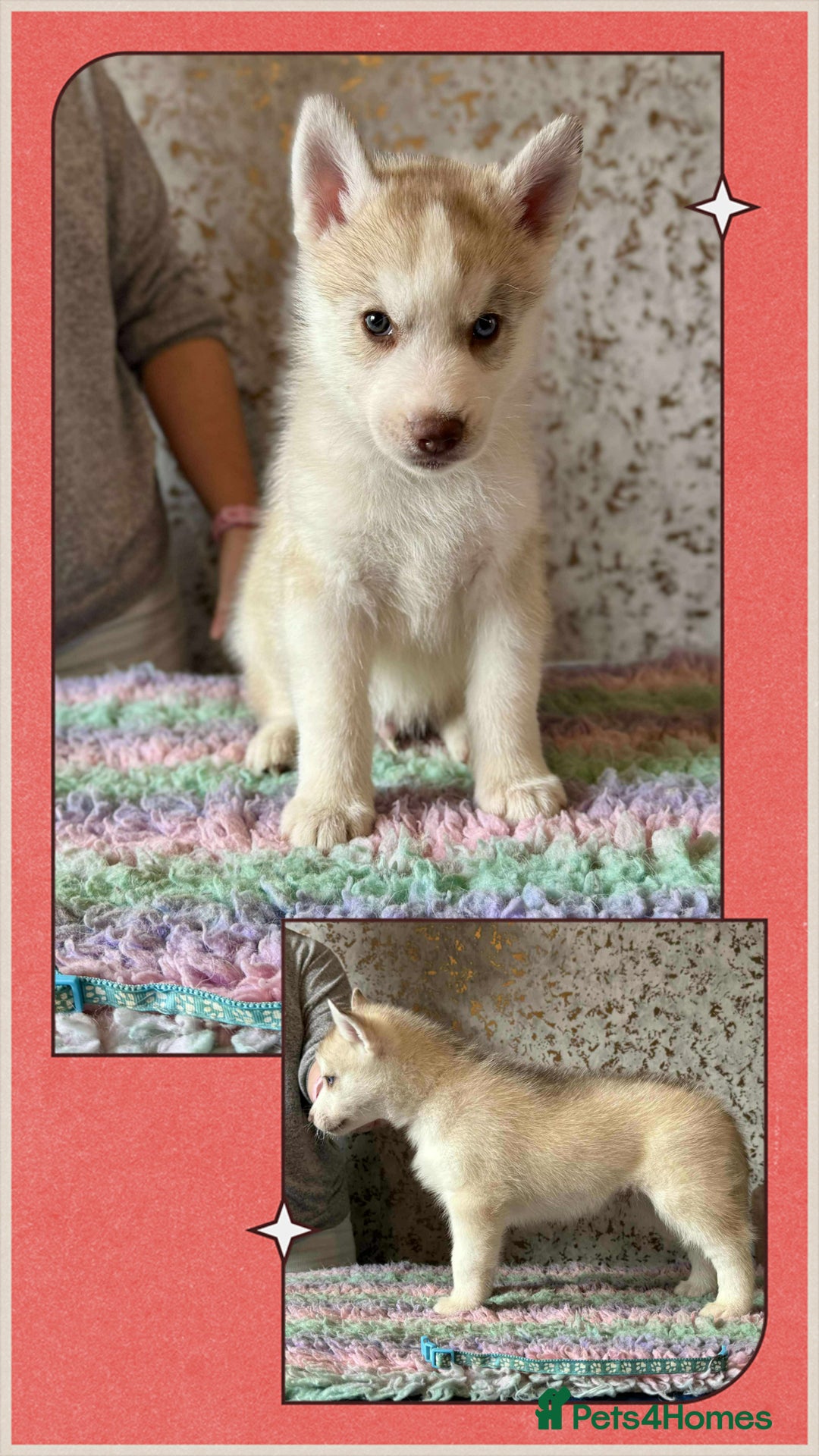 Siberian Husky dogs for sale: Beautiful KC registered Siberian puppies  - Image 6