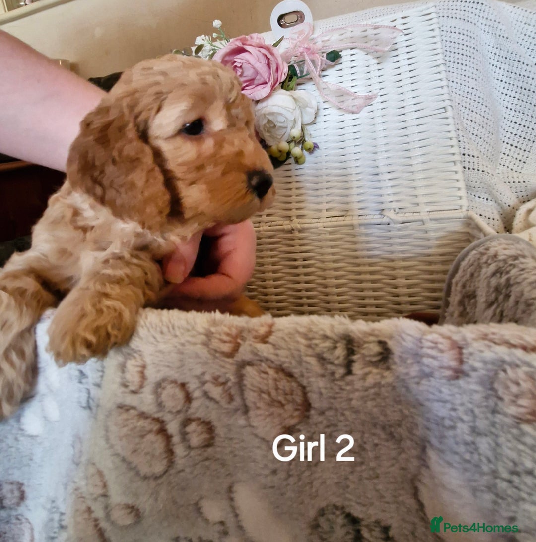 Mixed Breed dogs for sale: Adorable puppies ready from 22 12.25 - Advert 17