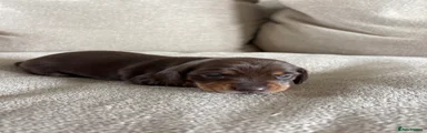 Miniature Dachshund 5