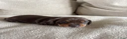Miniature Dachshund dogs for sale: KC registered Miniature Dachshund  in Gloucester - Advert 6