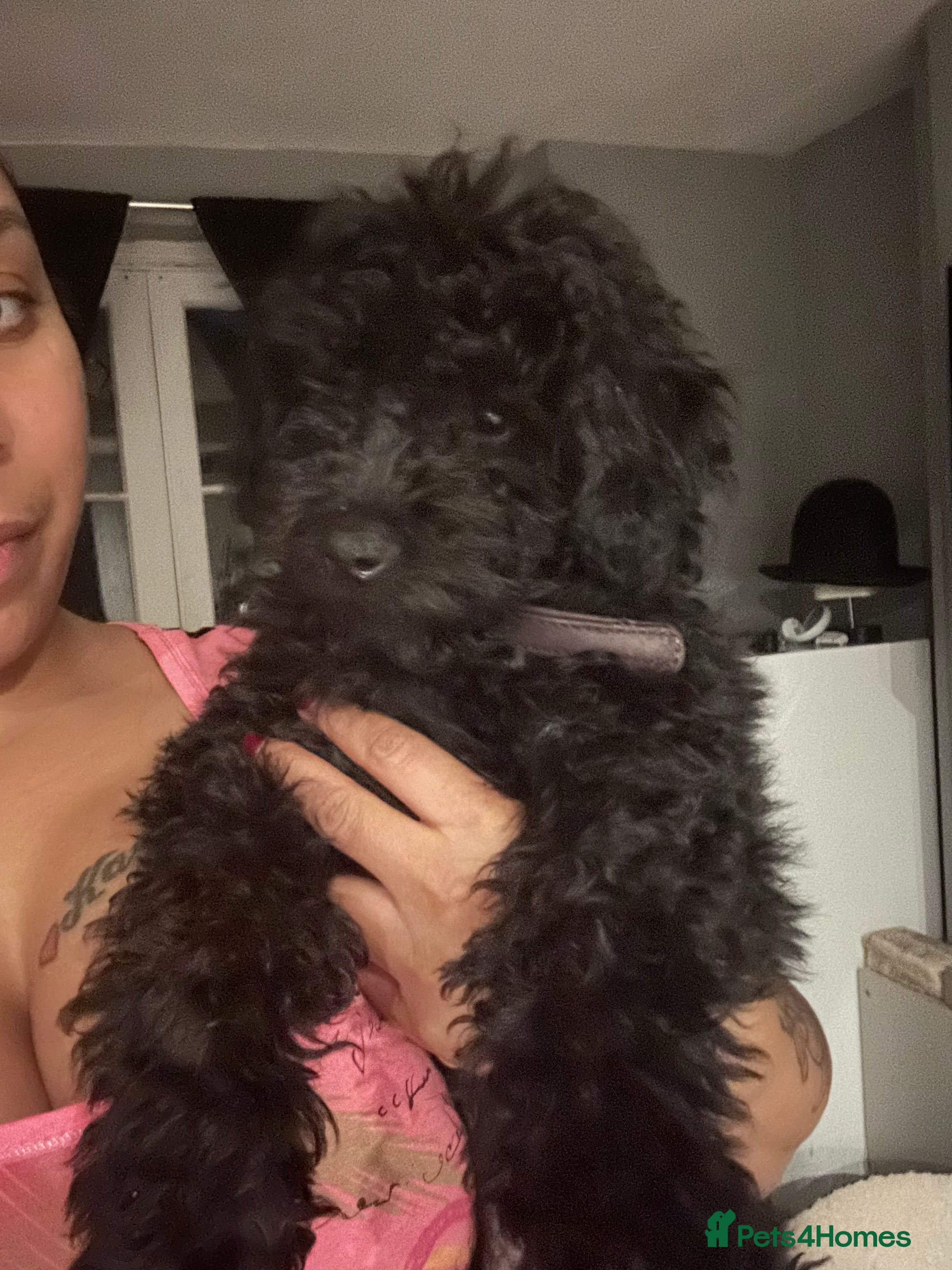 Cockapoo dogs 14 week old male cavapoo - Advert 18