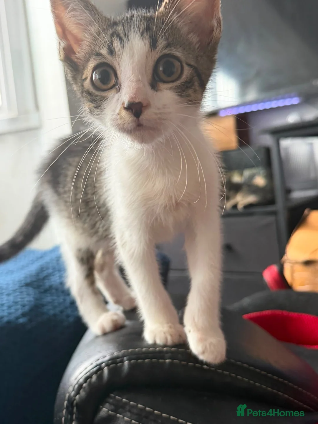 Aegean cats for sale: 4 male greek aegan kittens & 1 girl - Advert 2