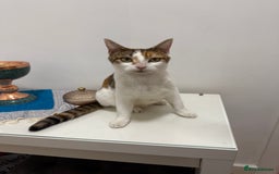 American Wirehair cats for sale: Female calico cat  - Image 6