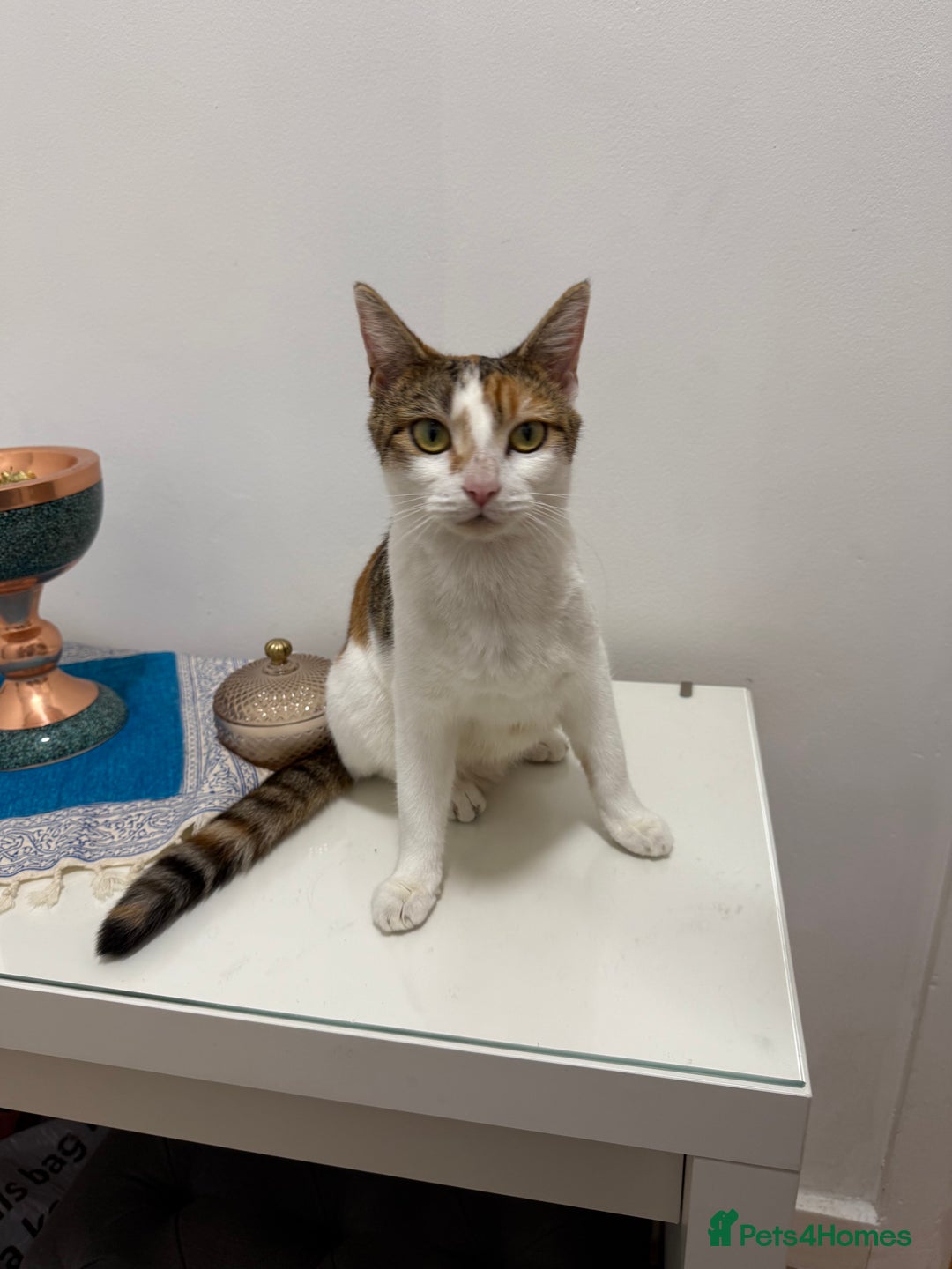 American Wirehair cats for sale: Female calico cat  - Image 6