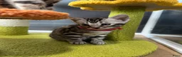 Bengal cats for sale: Stunning silver bengals. TICA reg & health tested - Advert 18