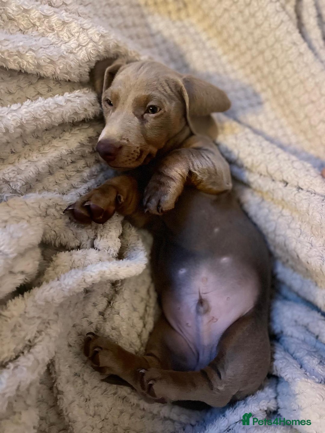 Miniature Dachshund dogs for sale: Miniature Dashshund Puppy - Advert 12