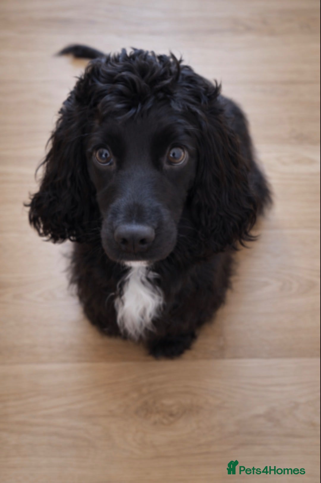 Cocker Spaniel dogs Female Cocker Spaniel  - Advert 3