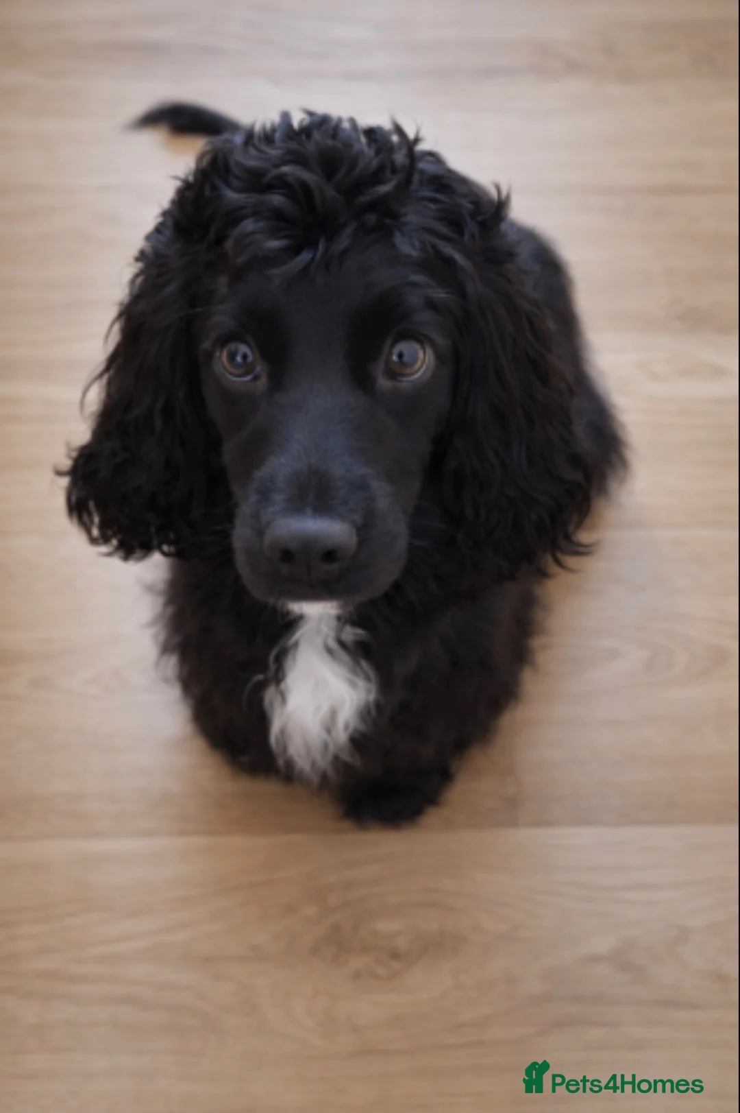 Cocker Spaniel dogs for sale: Female Cocker Spaniel  - Advert 1
