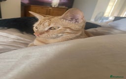 Mixed Breed cats for sale: Beautiful ginger boy kitten - Image 3