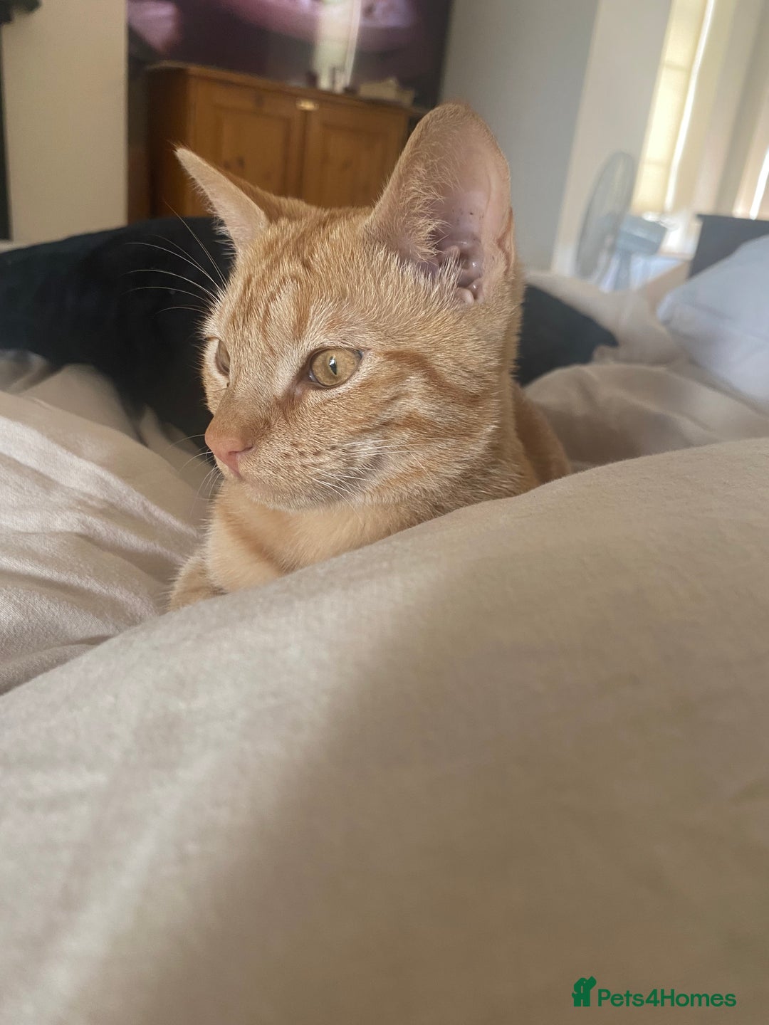 Mixed Breed cats for sale: Beautiful ginger boy kitten - Image 3