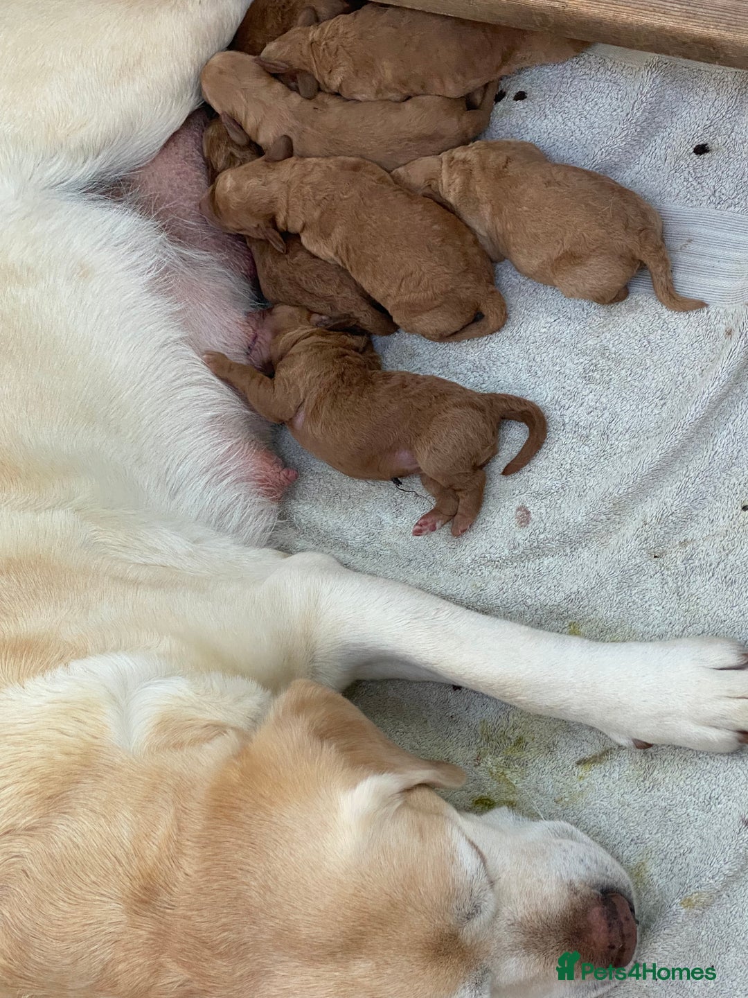 Labradoodle dogs for sale: F1 Red Miniature Labradoodles  - Advert 15