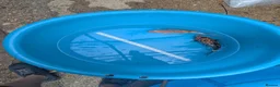 Koi Carp fish for sale: Koi and orfe for new homes  in Grimsby - Advert 2