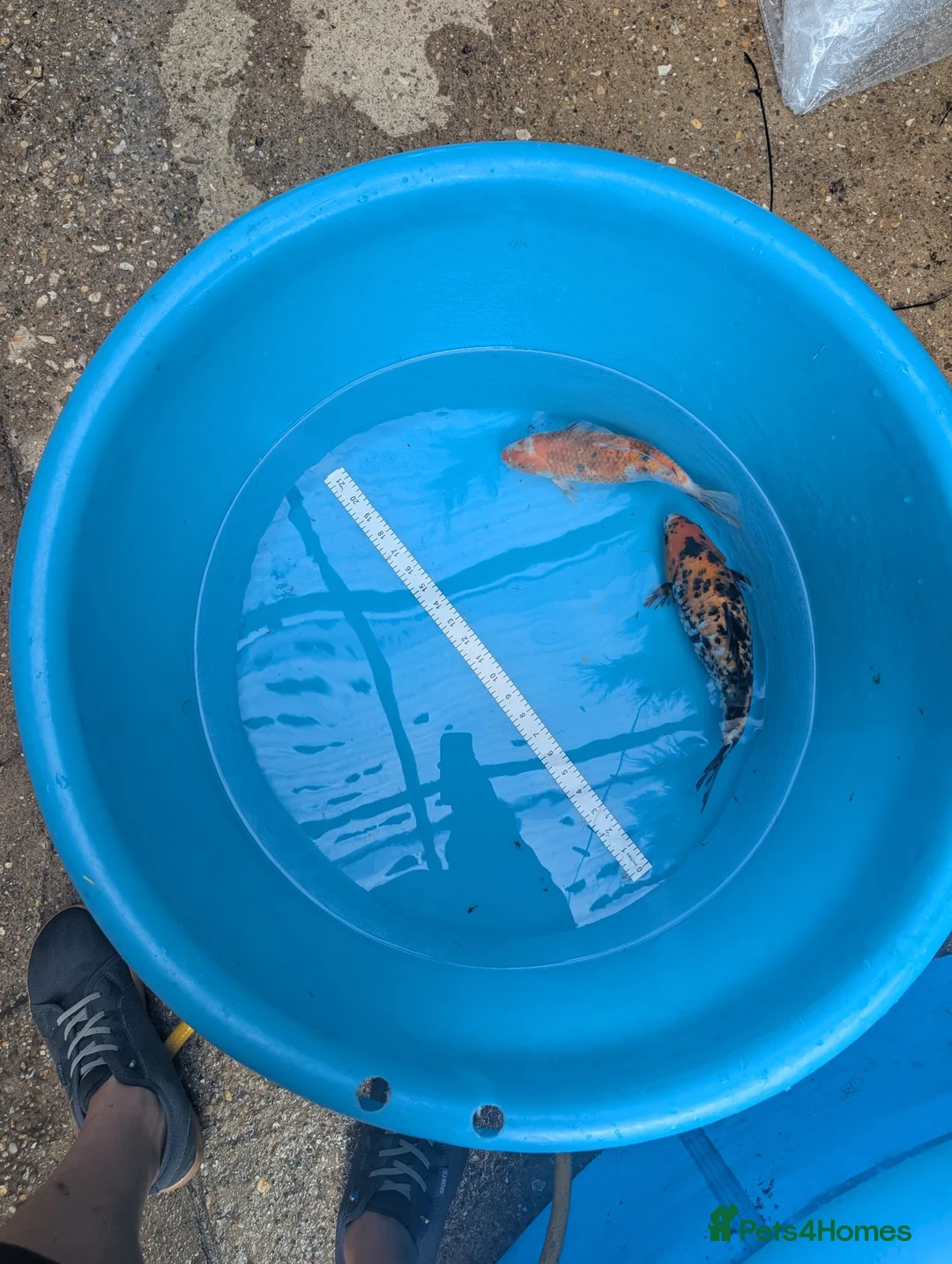 Koi Carp fish for sale: Koi and orfe for new homes  in Grimsby - Advert 2