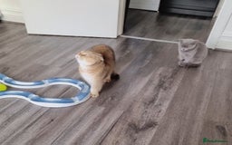 Scottish Fold cats for sale: Scottish fold 1 female left  - Image 7
